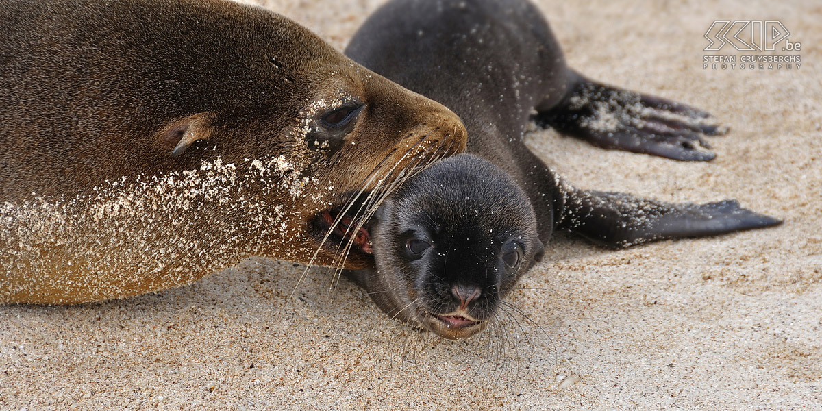 Galapagos - San Cristobal - Playa Mann - Young sea lion  Stefan Cruysberghs